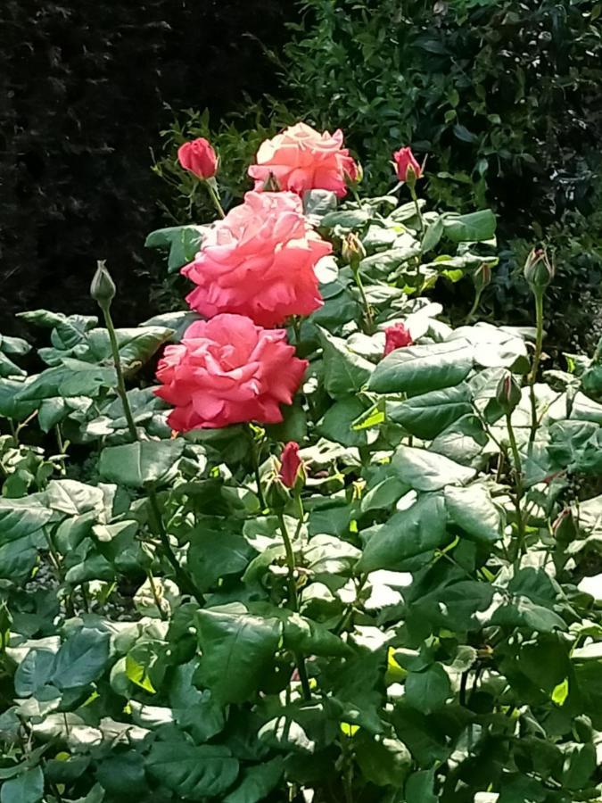 Rose'S Garden - Zona Tranquilla - Vicino Torino Daire Pino Torinese Dış mekan fotoğraf